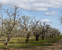 Orchard Blossom 119